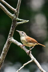 Carolina Wren