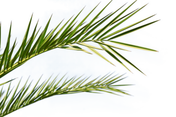 Leaf Palm sunday concept Leaves frame of coconut branches png transparent