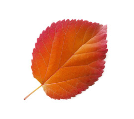 autumn orange leaf of aspen against the white background with place for your text. Copyspace