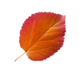 autumn orange leaf of aspen against the white background with place for your text. Copyspace