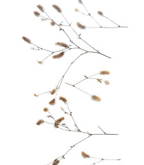 Isolated autumn plants with place for your text on white background. fall flat lay, top view creative objects. Elements for Thanksgiving day design