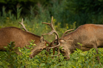 The fight of large deer in the natural habitat