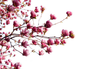 spring branch with pink flowers of apple