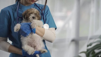 veterinary clinic The veterinarian examines the dog and carries it. Stroking the Dog, Animal Healing Concept Cinema 4K (UHD)