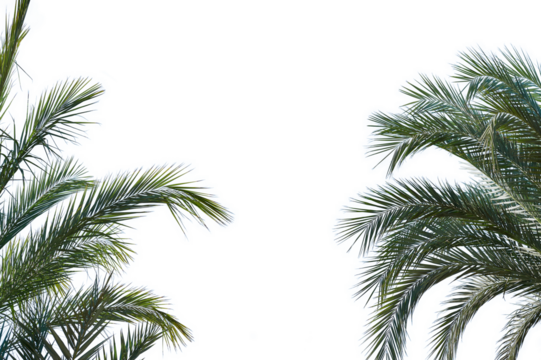 Leaf Palm sunday concept Leaves frame of coconut branches png transparent