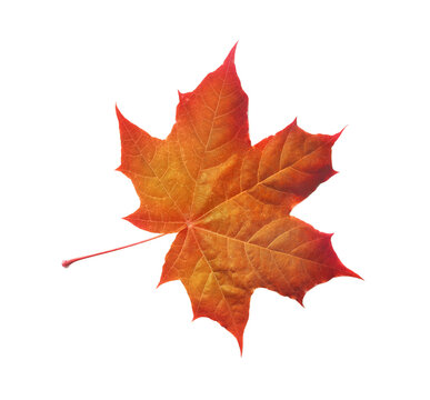 Colorful autumn maple leaf isolated on white background with place for your text