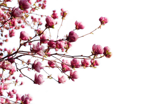 spring branch with pink flowers of apple