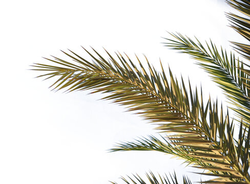 Branch Of A Palm Tree Png Transparent