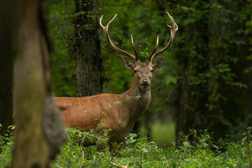 Naklejka na ściany i meble Red deer in the forest