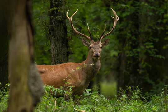 Red deer in the forest