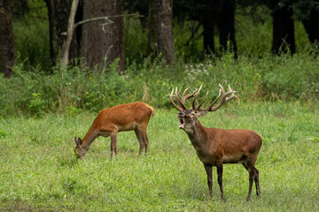 A red deer and a hind in the meadow during the mating season, the roar of the deer