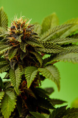 Cannabis bush close up. Tetrahydrocannabinol macro. Medical marijuana footage for design and decoration. Biological pattern.