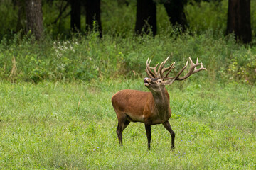 Red deer during mating season, deer roar