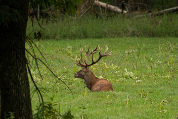 Red deer during mating season, deer roar