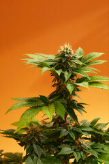 Close up macro of top bud of cannabis plant ready to harvest. On orange background. Auto red modern...