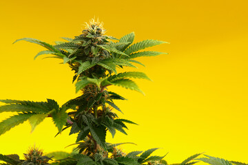 Close up macro of top bud of cannabis plant ready to harvest. On yellow background.