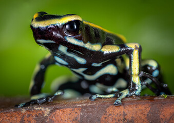 dendrobates truncatus frog, Colombia endemic especie 