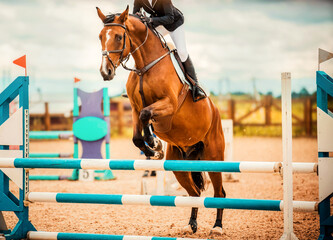 A beautiful bay racehorse with a rider in the saddle jumps over a high blue barrier at a show...