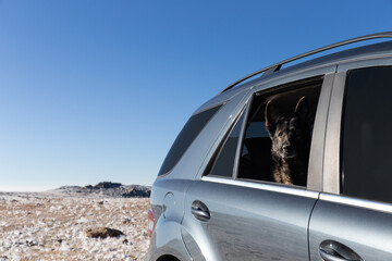 German Shepherd Dog looking expectantly out the window of a vehicle anxiously waiting for owner to...
