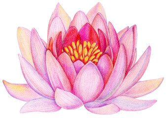 Transparent Background Pink lotus flower Illustration Png. Transparent hand drawn lotus clipart ready-to-use for site, article, print