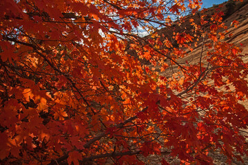 Bright Fall leaves 2648