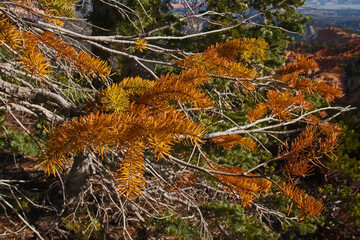 Douglas Fir 2379