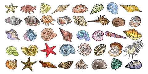 vector set sea different seashells