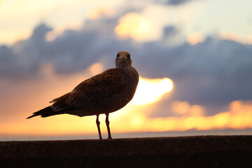 Mewa ptak o zachodzie słońca nad morzem na tle nieba.

