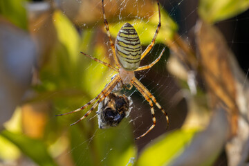 Araignée dans sa toile avec une proie