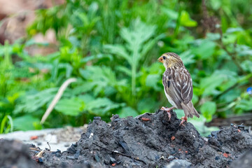 A Weaver bird on a sand dune