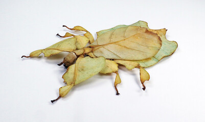 Fototapeta premium Unusual leaf insect isolated on white. Phyllium pulchrifolium close up macro. Collection insects, entomology