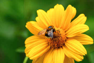 Bumblebee. One large bumblebee sits on a yellow flower on a Sunny bright day. Macro horizontal photography