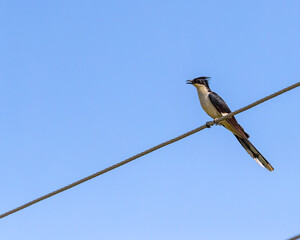 A Pied Cuckoo looking into camera from wire