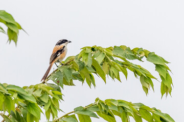 A Long Tail Shrike resting on a tree