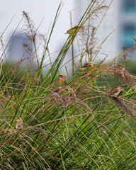 A Group of Weaver birds resting