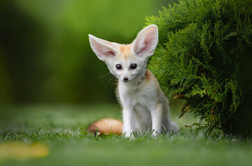 Pet Fennec fox puppy sitting outdoors in the grass - obrazy, fototapety, plakaty