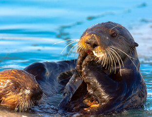 Otter mother and kid eating - 531115346