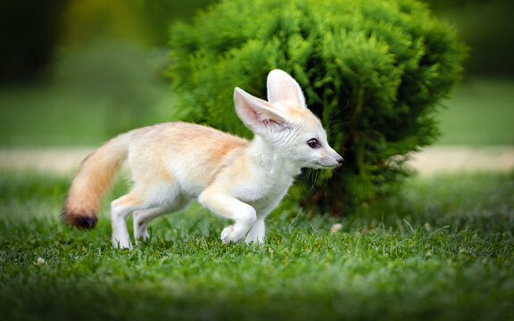 Fennec Pet Fox Baby