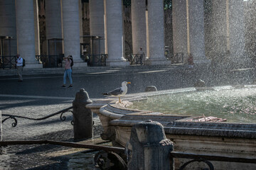 Mewa na fontannie na placu św. piotra w Rzymie