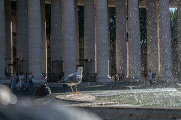 Fototapety  Mewa na fontannie na placu św. piotra w Rzymie