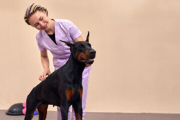 Female therapist working with dog in veterinary clinic