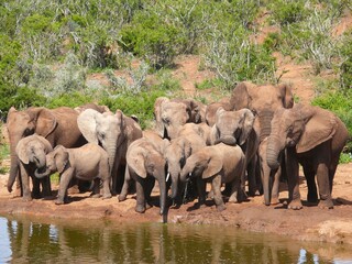 Fototapeta premium Elephant herd at water hole