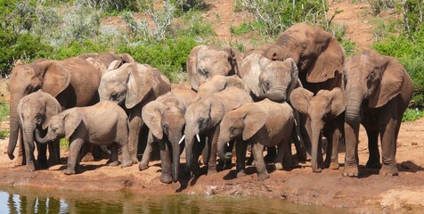 Elephant herd at water hole