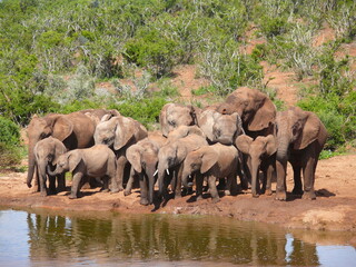 Fototapeta premium Elephant herd at water hole