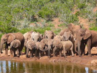 Obraz premium Elephant herd at water hole