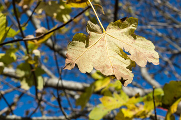 Autumn yellow maple leaves, sycamore maple, Acer pseudoplatanus in the forest in Croatia