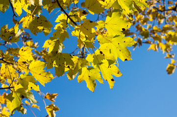 Obraz premium Autumn yellow maple leaves, sycamore maple, Acer pseudoplatanus in the forest in Croatia