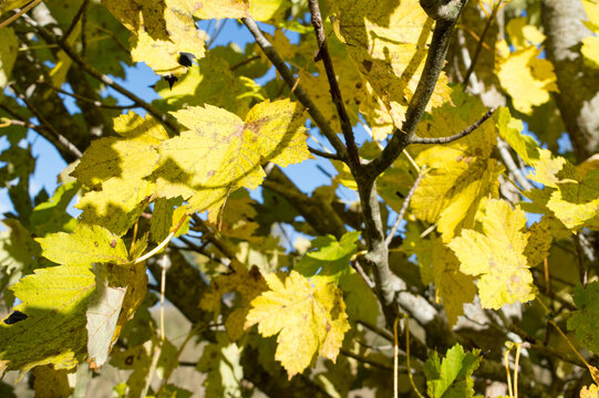 Autumn yellow maple leaves, sycamore maple, Acer pseudoplatanus in the forest in Croatia