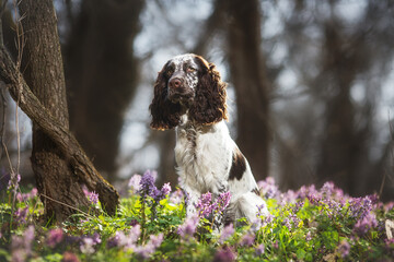 english springer spaniel in the park 