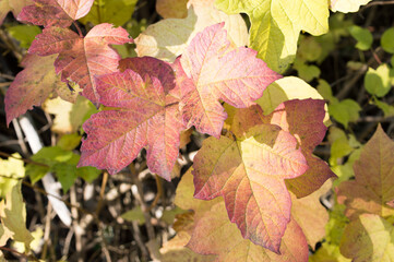 Autumn red maple leaves, sycamore maple, Acer pseudoplatanus in the forest in Croatia